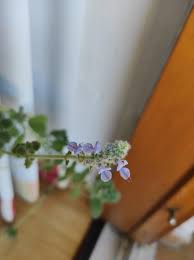 Image result for Coleus hadiensis