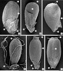 Image result for Streptopetalum serratum