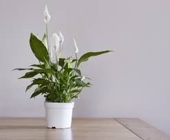 The problem started while i was humidifying it. 4 Tips To Keep Peace Lily Plants Alive My Cozy Sundays