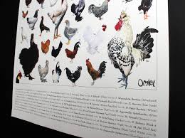 Omlet Chicken Breeds Poster For Men Fabulous Gifts Omlet