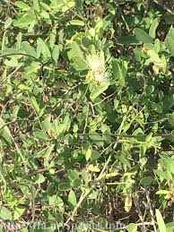 Image result for Maerua buxifolia