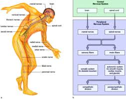 Nervous System Side Effects In Childhood Cancer Little