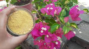 112m consumers helped this year. Best Homemade Fertilizer For Bougainvillea Plant Fertilizer For Bougainvilleas Flower Youtube