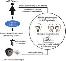 Extending a huge thank you to baldwin paving co. Induction Of Core Symptoms Of Autism Spectrum Disorder By In Vivo Crispr Cas9 Based Gene Editing In The Brain Of Adolescent Rhesus Monkeys Sciencedirect