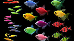 Check spelling or type a new query. Glofish Has Sold The Ip To Make Fish Glow For 50m Austin Business Journal
