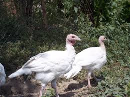 The average turkey sold for thanksgiving weighs 15 pounds. How Much Does The Turkey Weigh How Much A Turkey And An Adult Turkey Weigh Broiler Turkeys And Their Nutrition