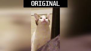 The best gifs are on giphy. Meme Origin Pop Cat Original Vs Meme Speed 100 Youtube