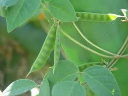 Image result for Macrotyloma uniflorum