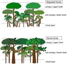 Image result for Sherbournia bignoniiflora