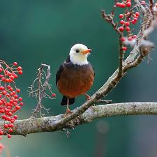 Birds Of Taiwan Brilliant Birds Photography By Chen Chengguang Bird Photography Beautiful Birds Birds