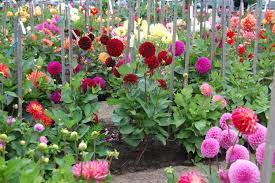 Dahlia Hot Loud And Proud Far Out Flora Dahlia Flower Dahlias Garden Flower Farm
