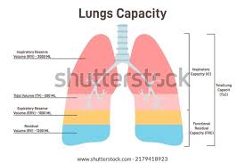 Image result for Lung Volume