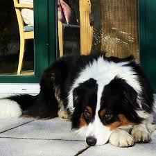 Black And Tan Australian Shepherd English Shepherd Australian Shepherd Black Tri With A Tail Australian Shepherd Australian Shepherd Dogs Aussie Dogs