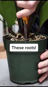 Anthurium Plant Care Guide - Chalet Boutique, Australia