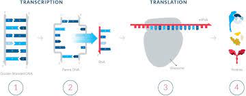 This is a mrna packaged in a fat envelope that is delivered to a cell. Mrna Science And Function What Does Mrna Do Moderna