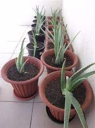 How Often Do You Need To Water Aloe Vera Plants Aloe Vera Plant Aloe Vera Plant Indoor Plants
