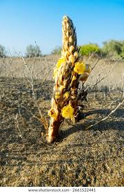 Image result for Orobanchaceae