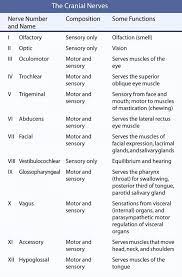 Cranial Nerves Table Cranial Nerves Mnemonic Cranial Nerves Nursing School
