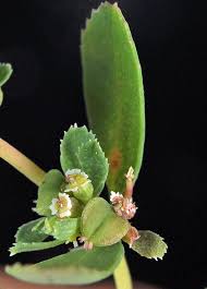 Image result for Euphorbia serratifolia