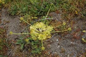 Image result for Sanicula