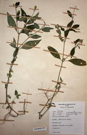 Image result for Justicia nyassana