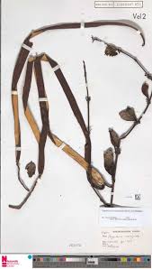 Image result for Sorindeia juglandifolia