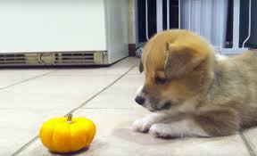 Please share it and subscribe! Corgi Puppies And Mini Pumpkins Are Mortal Enemies Video