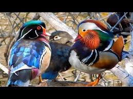 Beautiful male mandarin duck in breeding plumage and pretty wood ducks up close at a lake in the santa monica mountains enjoying the morning sunshine. Mandarin Duck Wood Ducks In The Wild 2 Youtube