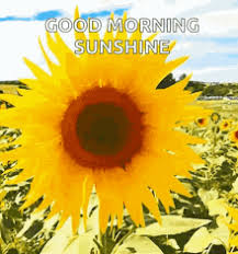 November 7, 2017 by olivia stone. Good Morning Sunflower Gifs Tenor
