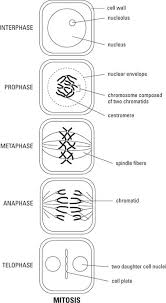 Just like in mitosis, the parent cell uses this time to prepare for cell division by gathering nutrients during the next stages of meiosis, this dna will be switched around during genetic recombination original animal cell and e. Sexual Reproduction Meiosis