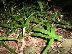 Image result for Loxogramme