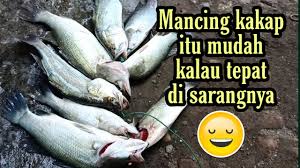 Barramundi atau di kenal sebagaia ikan kakap putih di empang adalah ikan menjadi hama buat para peternak ikan atau udang. Tips Ampuh Mancing Kakap Putih Di Tambak Barramundi Fishing Youtube