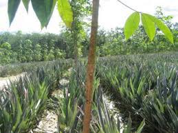 Kangkar setiap ladang dikenali sebagai kangkar. Kisah Sistem