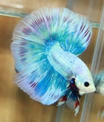 Pin On Betta Fish