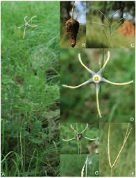 Image result for Brachystelma