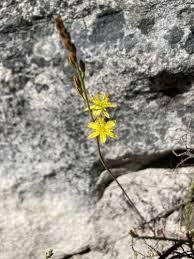 Image result for Bulbine favosa