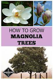 Learn Which Varieties Of Magnolia Trees You Can Grow In Your Climate Follow This Gardening Gui Magnolia Trees Southern Magnolia Tree Magnolia Tree Landscaping