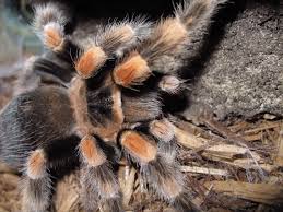 Image result for Brachyachne simonsii