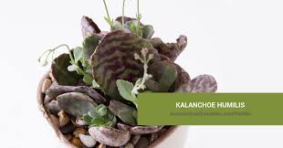 Image result for Kalanchoe humilis