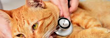 Darf ich als katzenbesitzer eine katze auch selbst töten? Der Entscheid Am Lebensende Der Katze Tierwelt