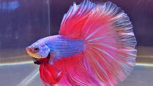 Siamese fighters (betta splendens) do well in community tanks provided # chinese fighter fish (this fish will kill any fish it comes contact w/. Can You Keep Other Fish With Your Betta