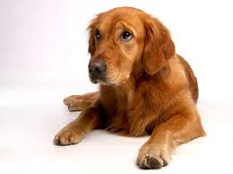 Futter Tierarzt Xaravet Taurin Hund