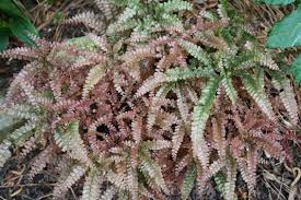 Image result for Adiantum hispidulum