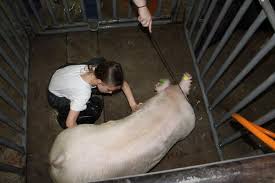 Spring Livestock Show kicks off at Comanche County Fairgrounds