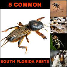 They are very good and honest people. 5 Common South Florida Pests Ehrlich Pest Control Blog