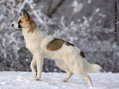 Each norrbotten receives a raw chicken drumstick at around 4:45 every evening. 21 Norrbottenspets Nordic Spitz Ideas Nordic Dog Breeds Dogs