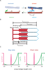 You are encouraged to use your pen to circle and underline the main features of the graph. Diverse And Complex Muscle Spindle Afferent Firing Properties Emerge From Multiscale Muscle Mechanics Elife