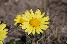 Image result for Haplocarpha