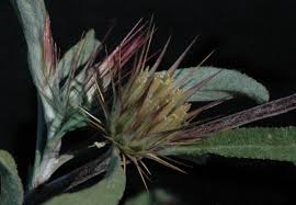 Image result for Dicoma arenaria