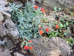 Image result for Kleinia sp.no.1